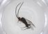  (Dolichogenidea Malaise8522 - CBG-A55673-F11)  @11 [ ] CreativeCommons - Attribution Share - Alike (2024) Centre for Biodiversity Genomics Centre for Biodiversity Genomics