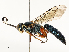 ( - CBG-A58570-C09)  @11 [ ] CreativeCommons - Attribution Share - Alike (2024) CBG Photography Group Centre for Biodiversity Genomics