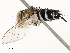  ( - CBG-A58570-F07)  @11 [ ] CreativeCommons - Attribution Share - Alike (2024) CBG Photography Group Centre for Biodiversity Genomics