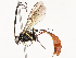  ( - CBG-A58571-H01)  @11 [ ] CreativeCommons - Attribution Share - Alike (2024) CBG Photography Group Centre for Biodiversity Genomics