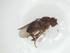  (Sclerocoelus nitidistylus - CBG-A29906-E11)  @11 [ ] CreativeCommons - Attribution Share - Alike (2024) Centre for Biodiversity Genomics Centre for Biodiversity Genomics