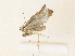  ( - CBG-A33464-H07)  @11 [ ] CreativeCommons - Attribution Share - Alike (2024) CBG Photography Group Centre for Biodiversity Genomics