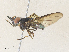  ( - CBG-A33468-B06)  @11 [ ] CreativeCommons - Attribution Share - Alike (2024) CBG Photography Group Centre for Biodiversity Genomics