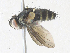  ( - CBG-A34311-E12)  @11 [ ] CreativeCommons - Attribution Share - Alike (2024) CBG Photography Group Centre for Biodiversity Genomics