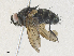  ( - CBG-A34311-F03)  @11 [ ] CreativeCommons - Attribution Share - Alike (2024) CBG Photography Group Centre for Biodiversity Genomics