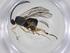  (Dolichogenidea anniapicadoae - CBG-A34791-E05)  @11 [ ] CreativeCommons - Attribution Share - Alike (2024) Centre for Biodiversity Genomics Centre for Biodiversity Genomics