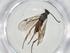  (Promicrogaster Malaise4915 - CBG-A34796-E06)  @11 [ ] CreativeCommons - Attribution Share - Alike (2024) Centre for Biodiversity Genomics Centre for Biodiversity Genomics