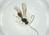  (Opius Malaise6424 - CBG-A34801-E09)  @11 [ ] CreativeCommons - Attribution Share - Alike (2024) Centre for Biodiversity Genomics Centre for Biodiversity Genomics
