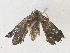  ( - CBG-A35184-F09)  @11 [ ] CreativeCommons - Attribution Share - Alike (2024) CBG Photography Group Centre for Biodiversity Genomics