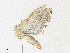  ( - CBG-A36742-F11)  @11 [ ] CreativeCommons - Attribution Share - Alike (2024) CBG Photography Group Centre for Biodiversity Genomics