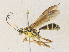  ( - CBG-A36743-E05)  @11 [ ] CreativeCommons - Attribution Share - Alike (2024) CBG Photography Group Centre for Biodiversity Genomics