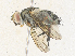  ( - CBG-A36754-A01)  @11 [ ] CreativeCommons - Attribution Share - Alike (2024) CBG Photography Group Centre for Biodiversity Genomics
