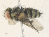  ( - CBG-A36754-A02)  @11 [ ] CreativeCommons - Attribution Share - Alike (2024) CBG Photography Group Centre for Biodiversity Genomics