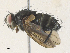  (tachWood14 - CBG-A36754-A03)  @11 [ ] CreativeCommons - Attribution Share - Alike (2024) CBG Photography Group Centre for Biodiversity Genomics