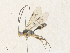  ( - CBG-A36756-E02)  @11 [ ] CreativeCommons - Attribution Share-Alike (2024) CBG Photography Group Centre for Biodiversity Genomics