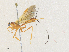  (Macrocentrus Malaise2389 - CBG-A36758-G02)  @11 [ ] CreativeCommons - Attribution Share - Alike (2024) CBG Photography Group Centre for Biodiversity Genomics