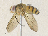  ( - CBG-A36850-E03)  @11 [ ] CreativeCommons - Attribution Share - Alike (2024) CBG Photography Group Centre for Biodiversity Genomics