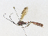  (Dusona Malaise3468 - CBG-A36850-F10)  @11 [ ] CreativeCommons - Attribution Share - Alike (2024) CBG Photography Group Centre for Biodiversity Genomics