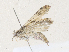  ( - CBG-A36851-A08)  @11 [ ] CreativeCommons - Attribution Share - Alike (2024) CBG Photography Group Centre for Biodiversity Genomics