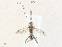 ( - CBG-A36852-B01)  @11 [ ] CreativeCommons - Attribution Share - Alike (2024) CBG Photography Group Centre for Biodiversity Genomics