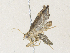  ( - CBG-A36852-B08)  @11 [ ] CreativeCommons - Attribution Share - Alike (2024) CBG Photography Group Centre for Biodiversity Genomics