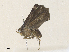  ( - CBG-A35174-G05)  @11 [ ] CreativeCommons - Attribution Share - Alike (2024) CBG Photography Group Centre for Biodiversity Genomics