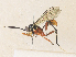  ( - CBG-A35174-H09)  @11 [ ] CreativeCommons - Attribution Share - Alike (2024) CBG Photography Group Centre for Biodiversity Genomics