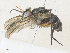  ( - CBG-A35175-A09)  @11 [ ] CreativeCommons - Attribution Share - Alike (2024) CBG Photography Group Centre for Biodiversity Genomics