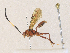  ( - CBG-A35176-H03)  @11 [ ] CreativeCommons - Attribution Share - Alike (2024) CBG Photography Group Centre for Biodiversity Genomics