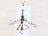  ( - CBG-A35177-G02)  @11 [ ] CreativeCommons - Attribution Share - Alike (2024) CBG Photography Group Centre for Biodiversity Genomics