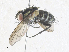  ( - CBG-A36760-G01)  @11 [ ] CreativeCommons - Attribution Share - Alike (2024) CBG Photography Group Centre for Biodiversity Genomics