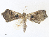  ( - CBG-A36828-G12)  @11 [ ] CreativeCommons - Attribution Share - Alike (2024) CBG Photography Group Centre for Biodiversity Genomics