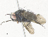  (Lixophaga Malaise9157 - CBG-A36829-B08)  @11 [ ] CreativeCommons - Attribution Share - Alike (2024) CBG Photography Group Centre for Biodiversity Genomics