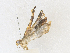  ( - CBG-A36833-E10)  @11 [ ] CreativeCommons - Attribution Share - Alike (2024) CBG Photography Group Centre for Biodiversity Genomics