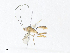  (crypMalaise01 Malaise7794 - CBG-A36834-F11)  @11 [ ] CreativeCommons - Attribution Share - Alike (2024) CBG Photography Group Centre for Biodiversity Genomics