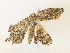  ( - CBG-A36834-G06)  @11 [ ] CreativeCommons - Attribution Share - Alike (2024) CBG Photography Group Centre for Biodiversity Genomics