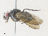 (Ceromya Malaise1640 - CBG-A36853-B11)  @11 [ ] CreativeCommons - Attribution Share - Alike (2024) CBG Photography Group Centre for Biodiversity Genomics