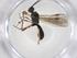  (Heterospilus Malaise6469 - CBG-A37493-G03)  @11 [ ] CreativeCommons - Attribution Share - Alike (2024) Centre for Biodiversity Genomics Centre for Biodiversity Genomics