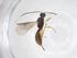  (Heterospilus Malaise5228 - CBG-A37498-F07)  @11 [ ] CreativeCommons - Attribution Share - Alike (2024) Centre for Biodiversity Genomics Centre for Biodiversity Genomics