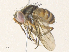  ( - CBG-A34359-H05)  @11 [ ] CreativeCommons - Attribution Share - Alike (2024) CBG Photography Group Centre for Biodiversity Genomics