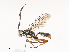 ( - CBG-A34360-C01)  @11 [ ] CreativeCommons - Attribution Share - Alike (2024) CBG Photography Group Centre for Biodiversity Genomics