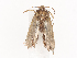  ( - CBG-A34360-C11)  @11 [ ] CreativeCommons - Attribution Share - Alike (2024) CBG Photography Group Centre for Biodiversity Genomics