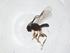  (Triaspis Malaise5184 - CBG-A35989-B04)  @11 [ ] CreativeCommons - Attribution Share - Alike (2024) Centre for Biodiversity Genomics Centre for Biodiversity Genomics