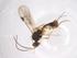  (Blacus Malaise2986 - CBG-A36939-H07)  @11 [ ] CreativeCommons - Attribution Share - Alike (2024) Centre for Biodiversity Genomics Centre for Biodiversity Genomics