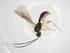  (Heterospilus Malaise5192 - CBG-A36943-E10)  @11 [ ] CreativeCommons - Attribution Share - Alike (2024) Centre for Biodiversity Genomics Centre for Biodiversity Genomics
