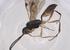  (ichneuMalaise01 Malaise9436 - CBG-A36945-B06)  @11 [ ] CreativeCommons - Attribution Share - Alike (2024) Centre for Biodiversity Genomics Centre for Biodiversity Genomics