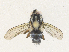  ( - CBG-A38477-E03)  @11 [ ] CreativeCommons - Attribution Share - Alike (2024) CBG Photography Group Centre for Biodiversity Genomics