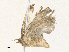  ( - CBG-A38478-B02)  @11 [ ] CreativeCommons - Attribution Share - Alike (2024) CBG Photography Group Centre for Biodiversity Genomics