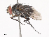  ( - CBG-A38479-C08)  @11 [ ] CreativeCommons - Attribution Share - Alike (2024) CBG Photography Group Centre for Biodiversity Genomics