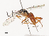 ( - CBG-A38480-A06)  @11 [ ] CreativeCommons - Attribution Share - Alike (2024) CBG Photography Group Centre for Biodiversity Genomics